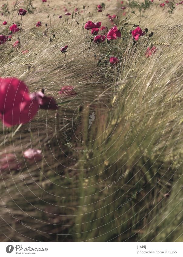 Mohntag (schon wieder) Umwelt Natur Landschaft Pflanze Herbst Schönes Wetter Blume Blüte Grünpflanze Nutzpflanze Wildpflanze Feld Blühend Wachstum Farbfoto