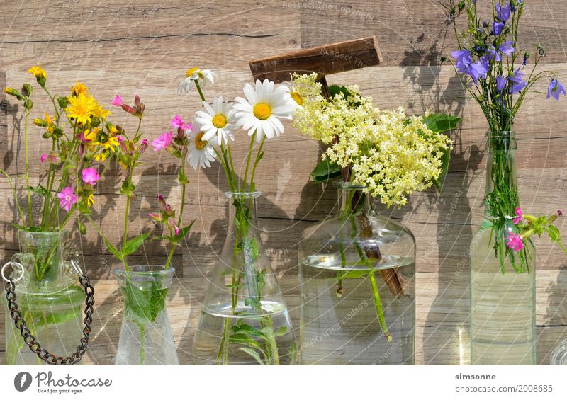 verschiedene Wiesenblumen in Glasvasen Kräuter & Gewürze Ernährung Flasche Alternativmedizin Medikament Wellness Natur Pflanze Wasser Blatt Blüte Stein Holz alt