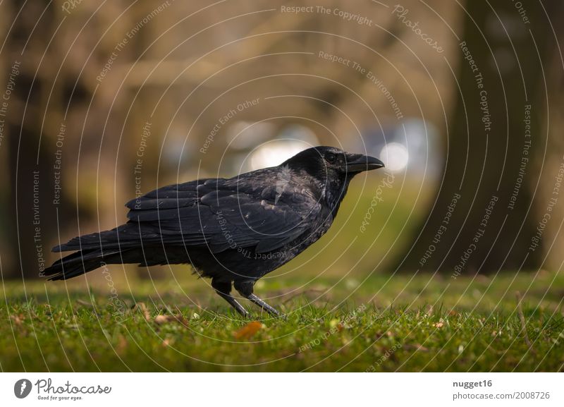 Krähe Umwelt Natur Tier Sonnenlicht Frühling Sommer Herbst Baum Gras Garten Park Wiese Wald Wildtier Vogel Tiergesicht Flügel 1 beobachten stehen ästhetisch