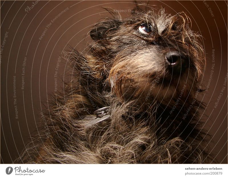 BitteBitte Haustier Hund 1 Tier Blick kuschlig niedlich braun grau Tierliebe Hoffnung Appetit & Hunger Sehnsucht betteln Fell flehen Farbfoto Gedeckte Farben