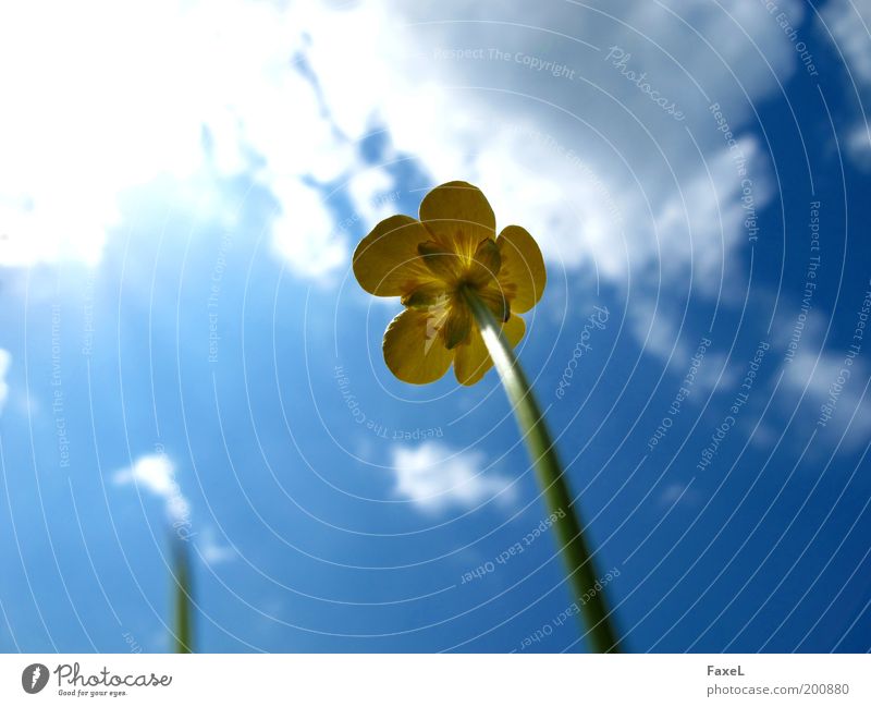 Endlich wieder Sonne Natur Himmel Sonnenlicht Frühling Schönes Wetter Pflanze Blüte Wiese ästhetisch natürlich blau gelb Lebensfreude schön elegant Hoffnung