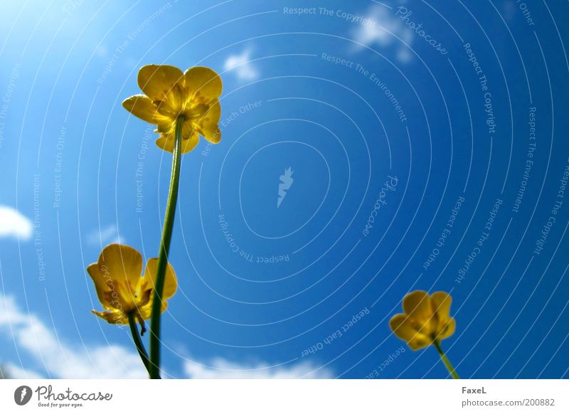 Endlich wieder Sonne 2 Natur Himmel Sonnenlicht Frühling Schönes Wetter Blume Blüte Wiese ästhetisch elegant blau gelb Zufriedenheit Warmherzigkeit Erholung