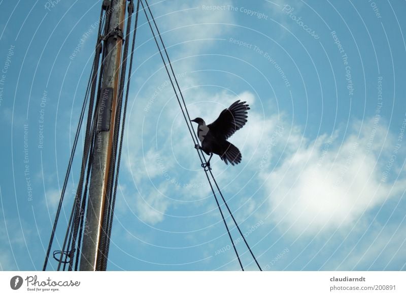 Aufstieg Wildtier Vogel Flügel Krallen 1 Tier Optimismus diszipliniert Klettern aufsteigen Segelboot Mast Seil Takelage Mut Himmel schwarz oben hoch