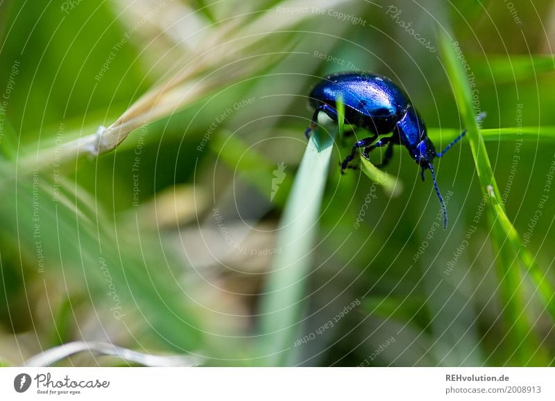 a bugs life Umwelt Natur Gras Garten Wiese Tier Wildtier Käfer 1 krabbeln klein natürlich blau grün unterwegs Halm Fühler Frühling Farbfoto Außenaufnahme