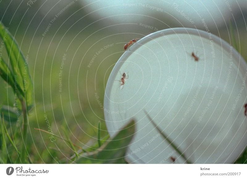 A-meise Natur Pflanze Gras Garten Park Wiese Tier krabbeln Neugier Ameise Insekt Becher Nahrungssuche Festessen Umweltverschmutzung Sommer Farbfoto