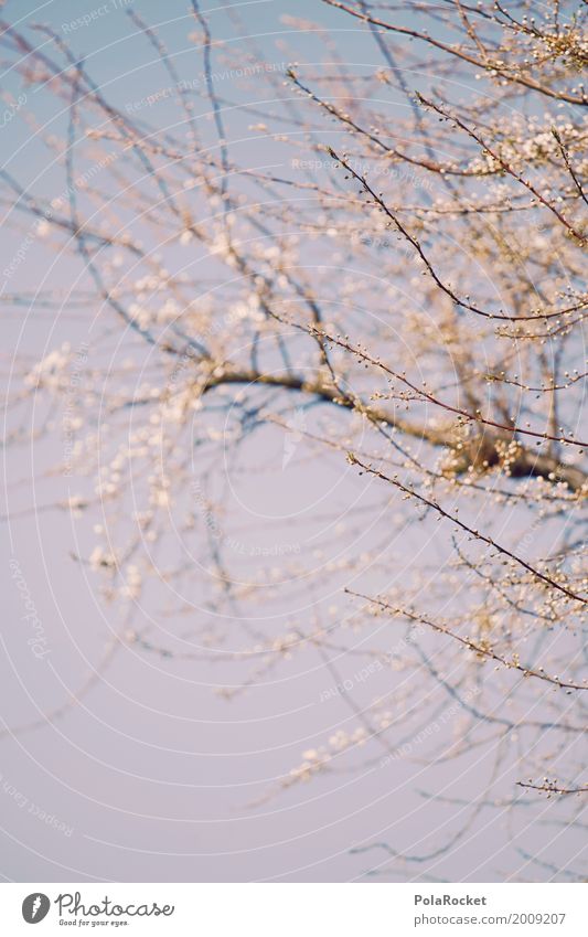 #A# Dresdner Frühling Umwelt Natur ästhetisch Frühlingsgefühle Frühlingsblume Frühlingstag Frühlingsfarbe Blühend Blühende Landschaften Baum Farbfoto