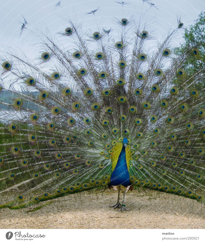 Pf.ausblick Tier Vogel 1 Sand Wasser Brunft stehen ästhetisch exotisch blau gold Gefühle Vorfreude schön Natur Symmetrie Pfau Aussicht Himmel Radschlagen