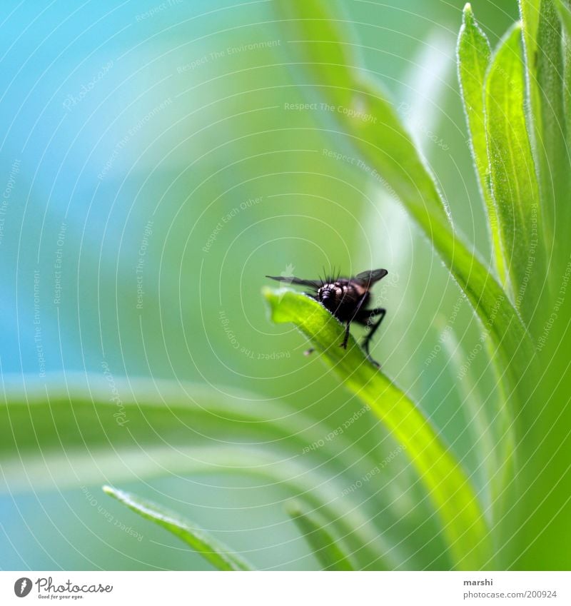 Fliegenpo Natur Pflanze Tier Frühling Sommer Garten Wiese 1 sitzen klein blau grün Rückansicht Hinterteil Unschärfe Detailaufnahme Nahaufnahme Abheben Farbfoto