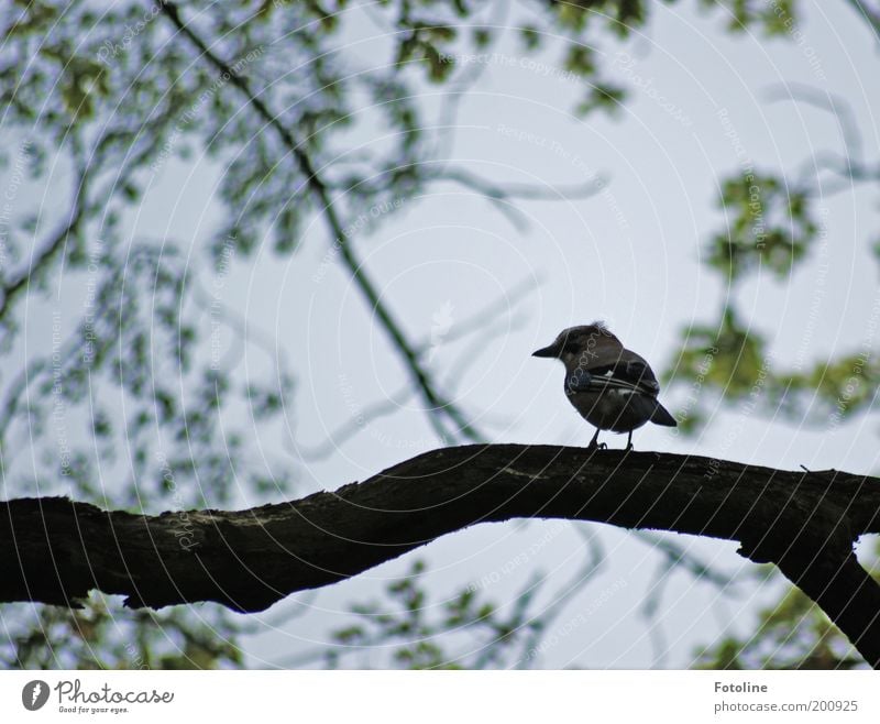 Eichelhähr Umwelt Natur Pflanze Tier Himmel Frühling Baum Garten Park Wildtier Vogel Flügel 1 frei schön Eichelhäher warten Ast Zweige u. Äste Farbfoto