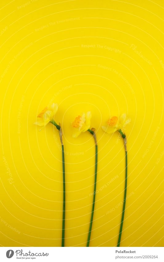 #AS# Ostergelb V Natur Blume Narzissen Ostern Blüte grün Sonne links Ostergeschenk Osterwunsch knallig Farbfoto Studioaufnahme Menschenleer Hintergrund neutral