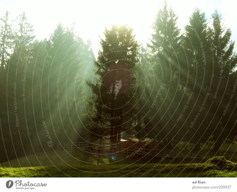 Die Erleuchtung Natur Landschaft Sonnenlicht Nebel Baum Wiese Wald Hügel glänzend leuchten natürlich ruhig elegant Gelassenheit Zufriedenheit Farbfoto