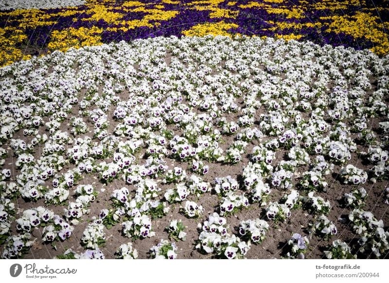 Die Entscheidungsschlacht Wohlgefühl Zufriedenheit Duft Garten Pflanze Erde Sand Frühling Sommer Blume Stiefmütterchen Blumenbeet Gärtnerei Beet violett weiß