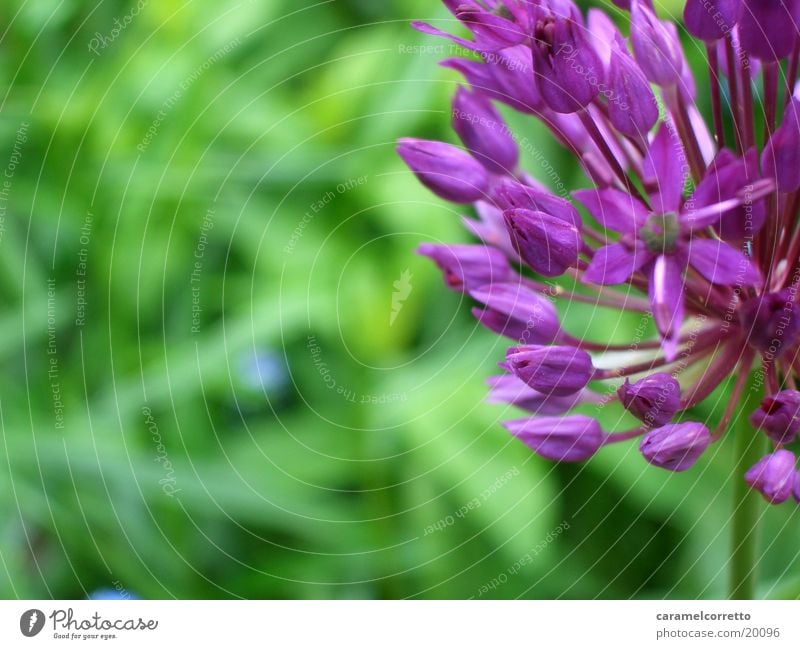 flowers_01 Blume grün violett Blüte Detailaufnahme Nahaufnahme