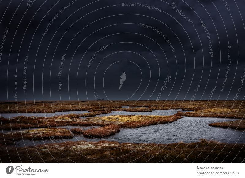 Sumpfland Ausflug Abenteuer Ferne Natur Landschaft Pflanze Urelemente Luft Wasser Unwetter Gras Küste Meer Insel Moor dunkel Unendlichkeit gruselig nass