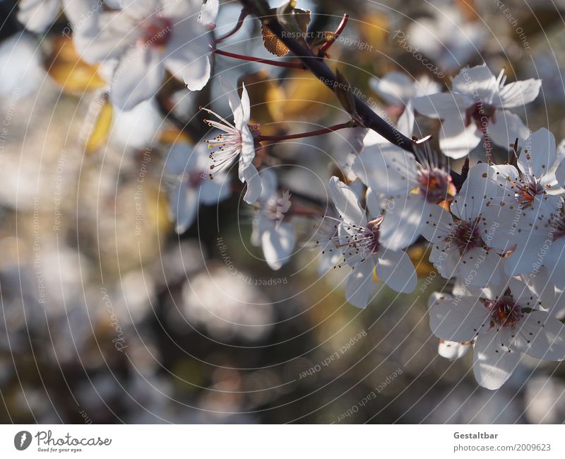 Dank Photocase das hier: Blumengrüße für Euch Umwelt Natur Landschaft Pflanze Tier Frühling Schönes Wetter Baum Sträucher Blüte Garten Blühend Duft Wachstum