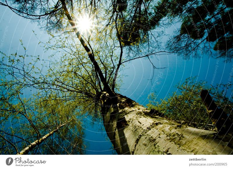 Wald Baumkrone Natur April blau Frühling Himmel Blauer Himmel himmelblau hochwald Kiefer Nadelbaum Birke Laubbaum Sommer Baumstamm Umwelt Umweltschutz