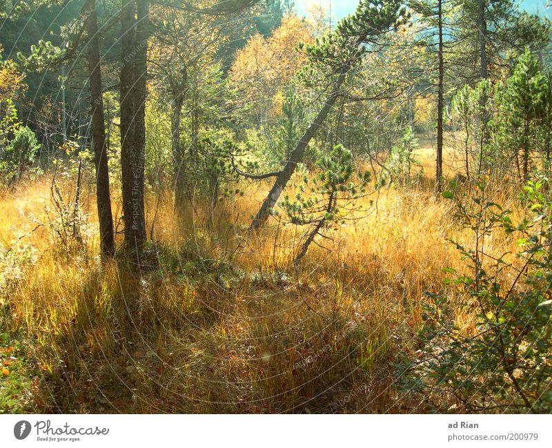 güldene Zeit Natur Pflanze Sonnenlicht Herbst Baum Gras Sträucher Wald Sumpf Blühend dehydrieren heiß natürlich trocken ruhig unberührt Idylle stagnierend