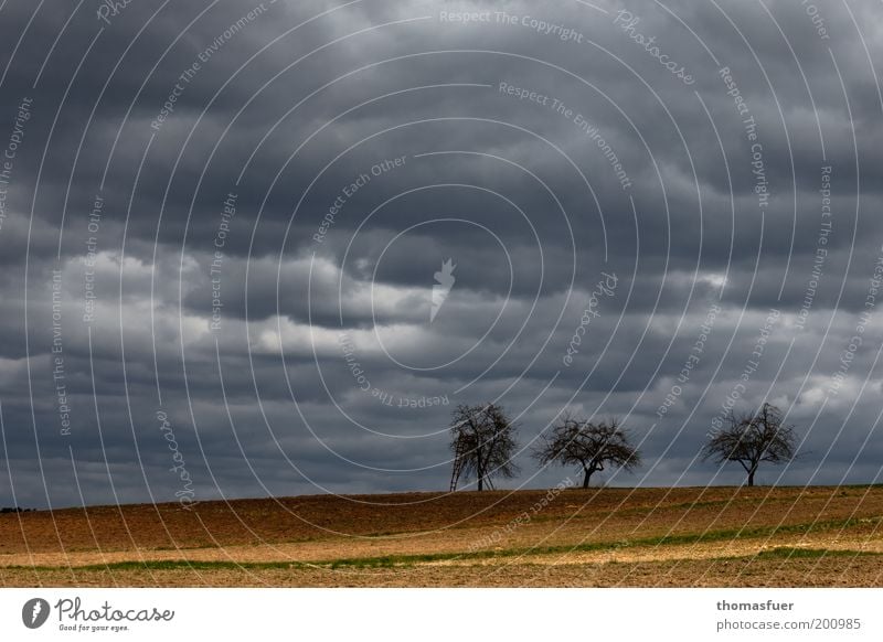 wartende Liebesbäume Ausflug Landschaft Luft Himmel Gewitterwolken Horizont Wind Sturm Baum Obstbaum Feld bedrohlich gelb gold grau Frühlingsgefühle Optimismus