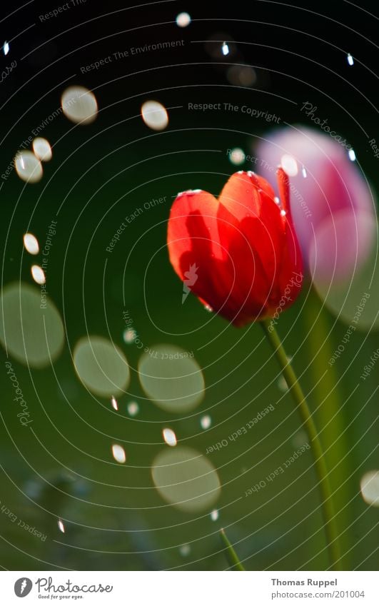 Tulpe und der Regen Natur Pflanze Wasser Wassertropfen Frühling Klima Schönes Wetter schlechtes Wetter Blume Blüte Grünpflanze Tropfen Garten schön nass grün