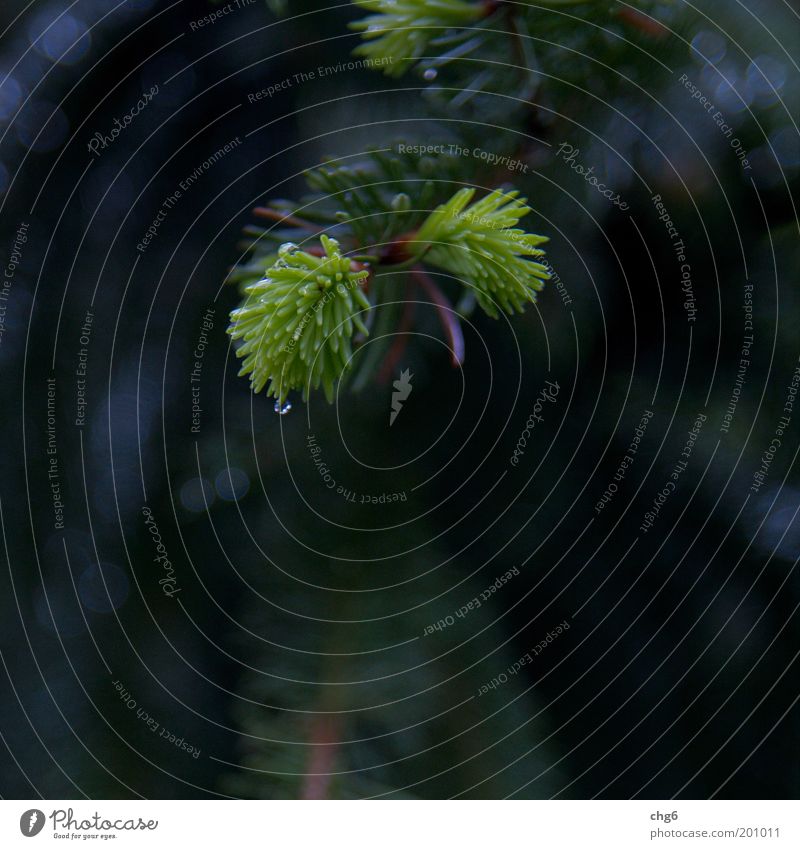 Morgentau Natur Pflanze Frühling Baum Grünpflanze Wachstum frisch grau grün Kraft Zweig Tanne Farbfoto Gedeckte Farben Außenaufnahme Detailaufnahme