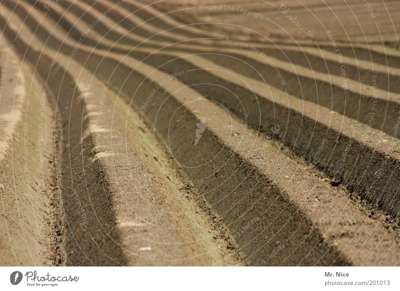 ^^^^^ Umwelt Natur Erde Feld braun Ernte Ackerbau Linie Horizont Unendlichkeit Hügel Saatgut Aussaat Wachstum Ackerboden Klima Kartoffelacker Kartoffeln Möhre