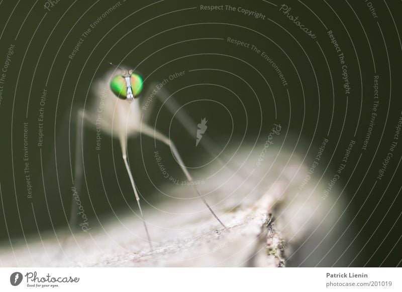 Alien Natur hocken Stechmücke grün Außerirdischer Baum Ast Fühler lang ästhetisch lustig beeindruckend beängstigend Tiergesicht klein Insekt Farbfoto