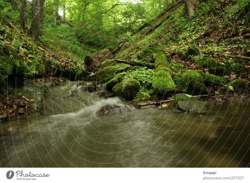 Unten am Fluss Ferien & Urlaub & Reisen Sommer Umwelt Natur Landschaft Pflanze Baum Sträucher Moos Farn Wald Flussufer Bach grün fließen Idylle urwüchsig