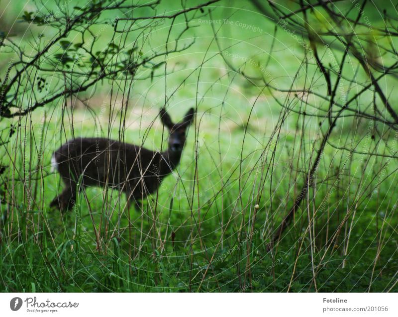 Kein gutes Versteck Umwelt Natur Landschaft Pflanze Tier Sträucher Garten Park Wald Wildtier Fell 1 Blick frei dünn braun grün Reh Farbfoto Gedeckte Farben