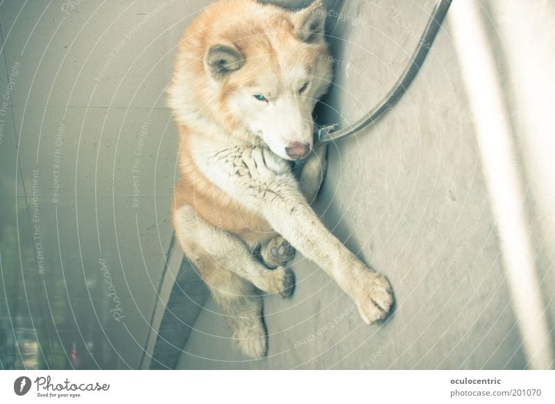 All In Tier Hund 1 alt blau kupfer Ohr Hinterhof Risiko Husky weich Wachsamkeit liegen bleich leuchten Asphalt Sommer Müdigkeit Farbfoto Gedeckte Farben