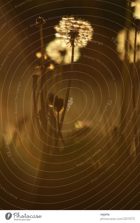 pusteblumentraum Umwelt Natur Pflanze Blume Wildpflanze Löwenzahn Wiese leuchten braun gold ästhetisch Vergänglichkeit Wandel & Veränderung Zyklus Frühling