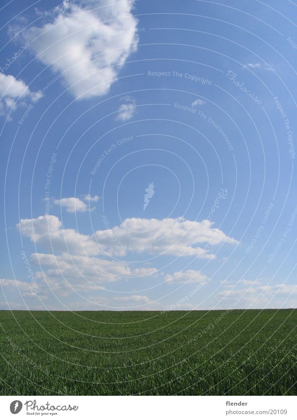 Wolken überm Gras Wiese grün weiß Sommer Himmel blau Sonne Schönes Wetter