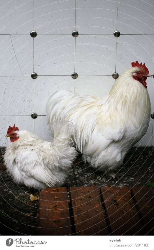 Meine Oma fährt im Hühnerstall Motorad Tier Haustier Nutztier Vogel Tiergesicht Flügel 2 Tierpaar Tierjunges Tierfamilie lecker rot weiß Haushuhn Ei Paletten