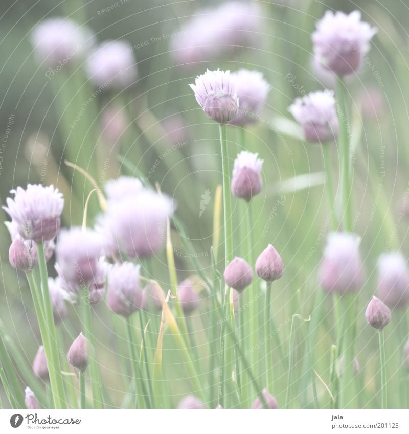 im kräutergarten Lebensmittel Kräuter & Gewürze Ernährung Pflanze Blume Nutzpflanze hell Gesundheit Heilpflanzen Schnittlauch Farbfoto Gedeckte Farben