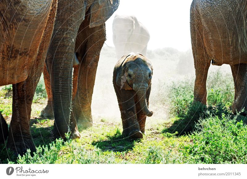 musik | die wildeste trompete der welt Ferien & Urlaub & Reisen Tourismus Ausflug Abenteuer Ferne Freiheit Safari Natur Pflanze Tier Gras Wildtier Tiergesicht