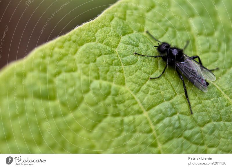 gutes Plätzchen Fliege Flügel schwarz Blatt grün Pflanze Beine Strukturen & Formen Blattadern Blattgrün Natur märzhaarmücke Detailaufnahme Makroaufnahme