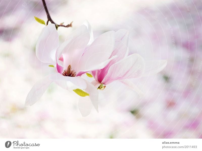 Magnolia Magnoliengewächse Magnolienblüte Magnolienbaum Baum Blüte Frühling weiß rosa Garten Blühend Blume zart Blatt Außenaufnahme frisch hell Freundlichkeit