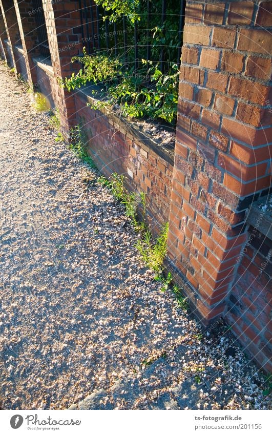 Durchbrüche Blüte Grünpflanze Blütenknospen Blütenregen Zaun Zaunpfahl Backstein Wege & Pfade Duft Wachstum ästhetisch eckig grün rot Leben Perspektive Farbfoto