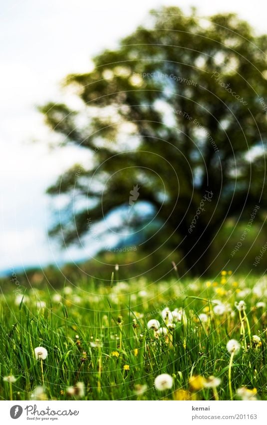 Pusteblumenwiese mit Baum Umwelt Natur Landschaft Pflanze Sonne Frühling Sommer Klima Schönes Wetter Wärme Blume Gras Blüte Grünpflanze Wildpflanze Löwenzahn