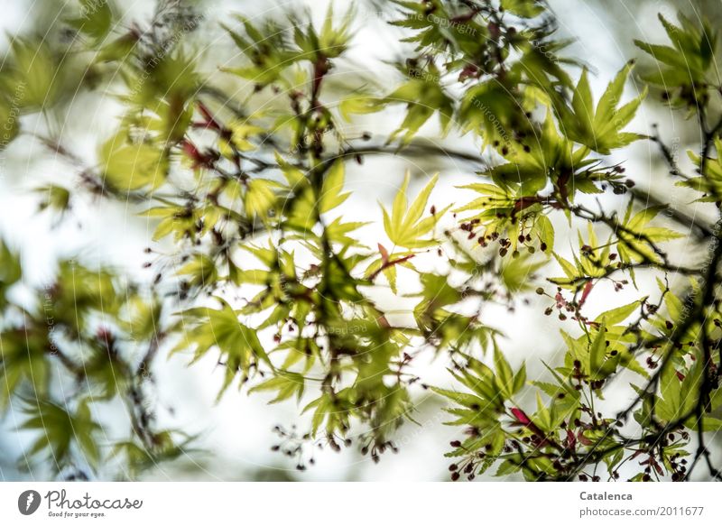 Frühlings Erwachen III, Ahornzweige im Frühjahr Natur Pflanze Baum Blatt Blüte Garten Park Bewegung Blühend ästhetisch braun gelb grün violett rot Stimmung