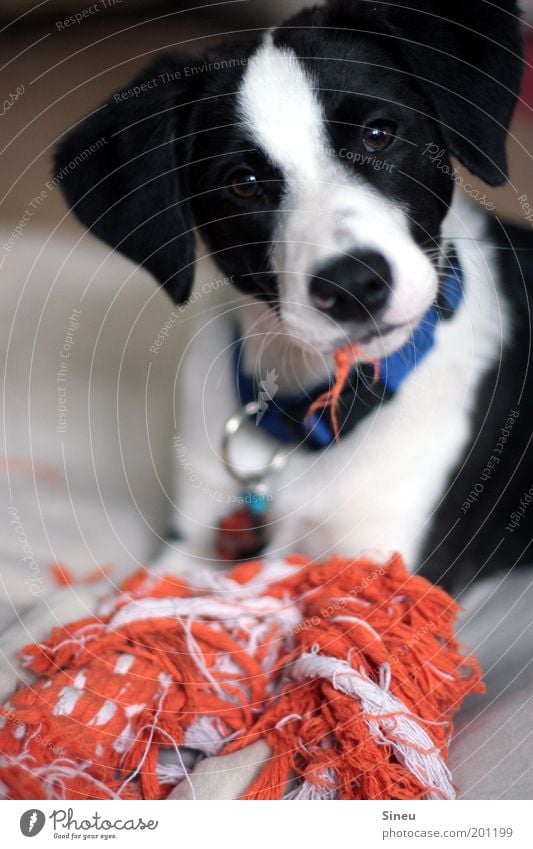 Wer, ich??? Spielen Tier Haustier Hund Tiergesicht 1 Tierjunges schön listig lustig klug verrückt schwarz weiß Freude Leben Welpe Zerreißen Fussel Maul orange