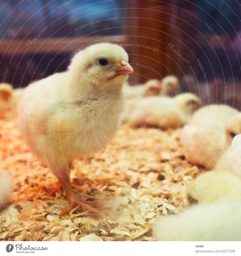 Da bin ich ... Glück Feste & Feiern Ostern Tier Wärme Haustier Nutztier Tiergruppe Tierjunges frisch neu weich gelb Schutz Geborgenheit Sympathie Beginn Küken