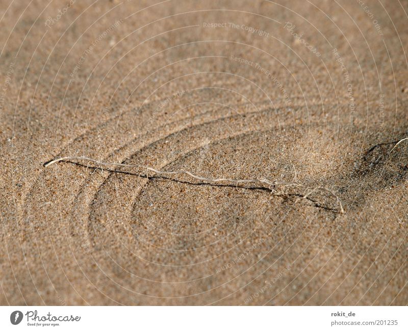 Schleifspuren Dürre Gras Wurzel Küste Strand Bucht Meer Bewegung trist trocken Sand Sandverwehung Sandkorn Wind Kratzspur kratzen Windrichtung kreisrund kreisen