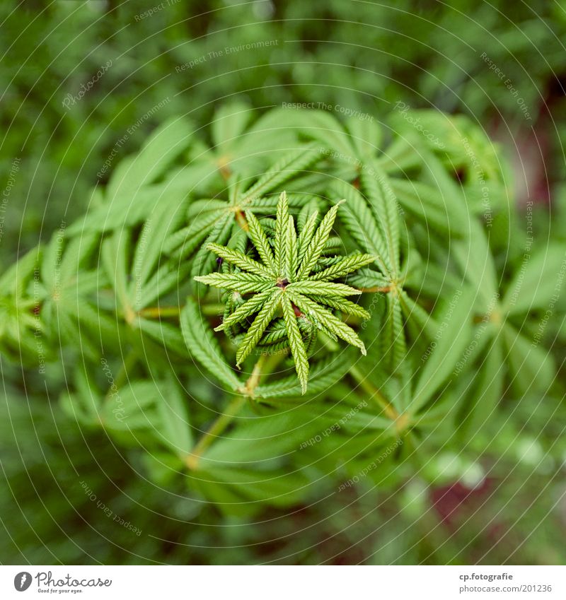 Symmetrie Garten Gartenarbeit Pflanze Frühling Schönes Wetter Baum Kastanienbaum Kastanienblatt Wachstum grün Vergänglichkeit Außenaufnahme Weitwinkel