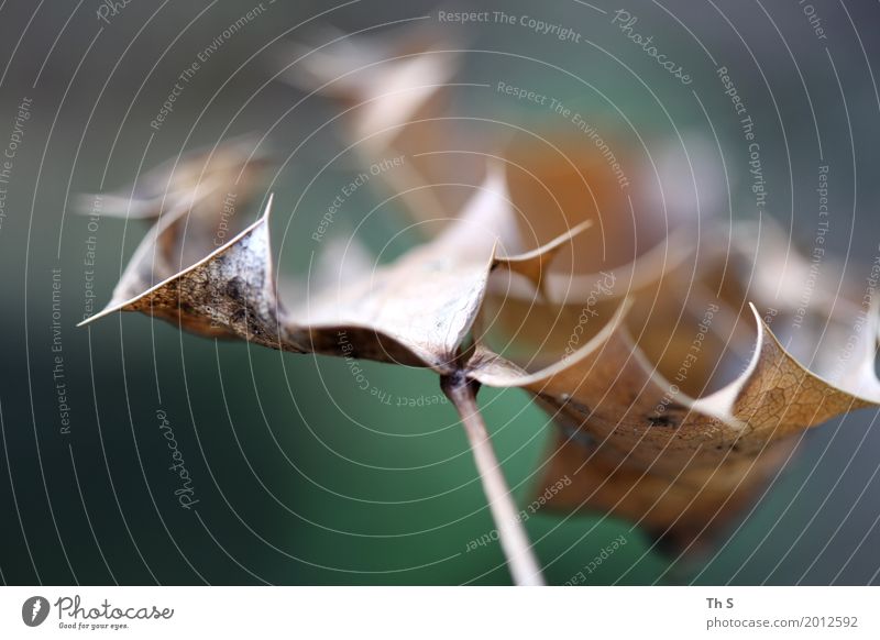 Blatt Natur Pflanze Herbst Winter Bewegung verblüht ästhetisch authentisch einfach elegant natürlich Spitze braun grün Gelassenheit geduldig ruhig einzigartig