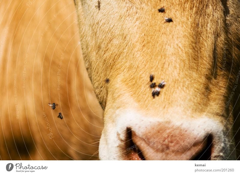 Umschwirrt Tier Landwirtschaft Landleben Nutztier Tiergesicht Fell Kuh Rind Bulle Milchkuh Nase Fliege Nüstern 1 fliegen braun schwirren umschwirren Flügel