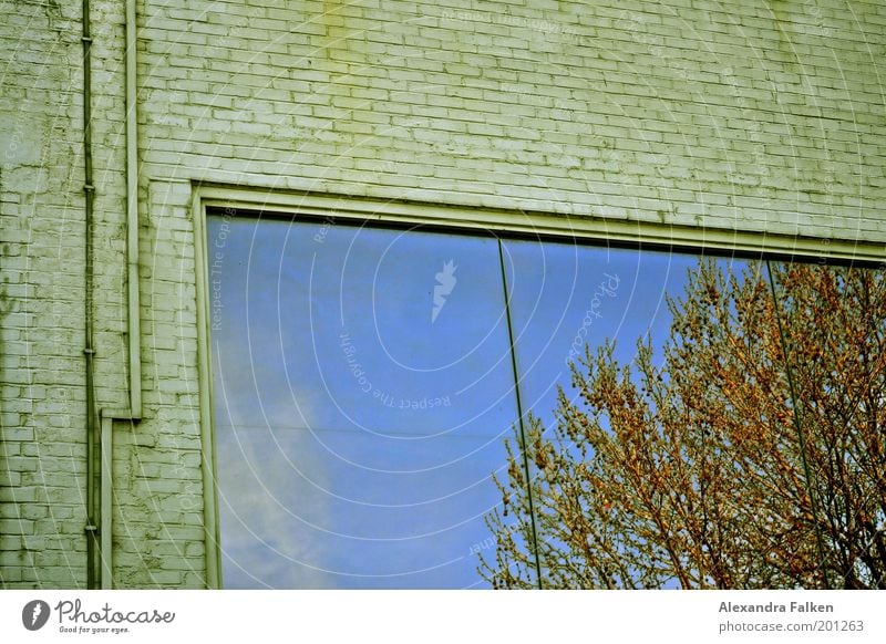 Spieglein, Spieglein Wohnung Traumhaus Hausbau Umwelt Natur Pflanze Herbst Klima Schönes Wetter Baum Reflexion & Spiegelung Himmel Wolken Mauer Wand Leitung