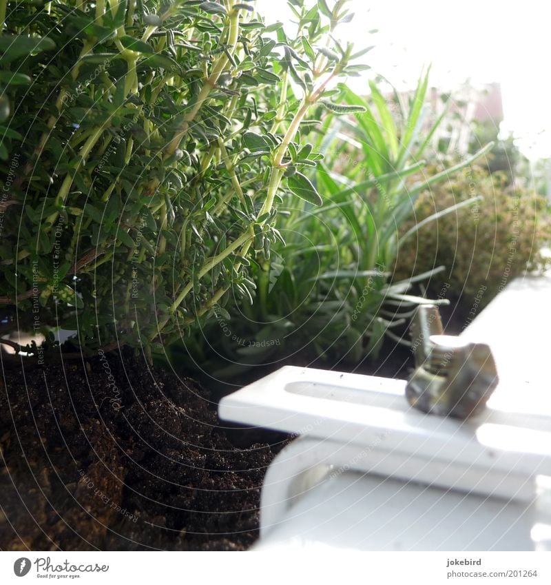 Draußen am Balkon Sonne Schönes Wetter Pflanze Grünpflanze Nutzpflanze Topfpflanze Kräuter & Gewürze Kräutergarten Thymian Lavendel Oregano Garten Metall grün