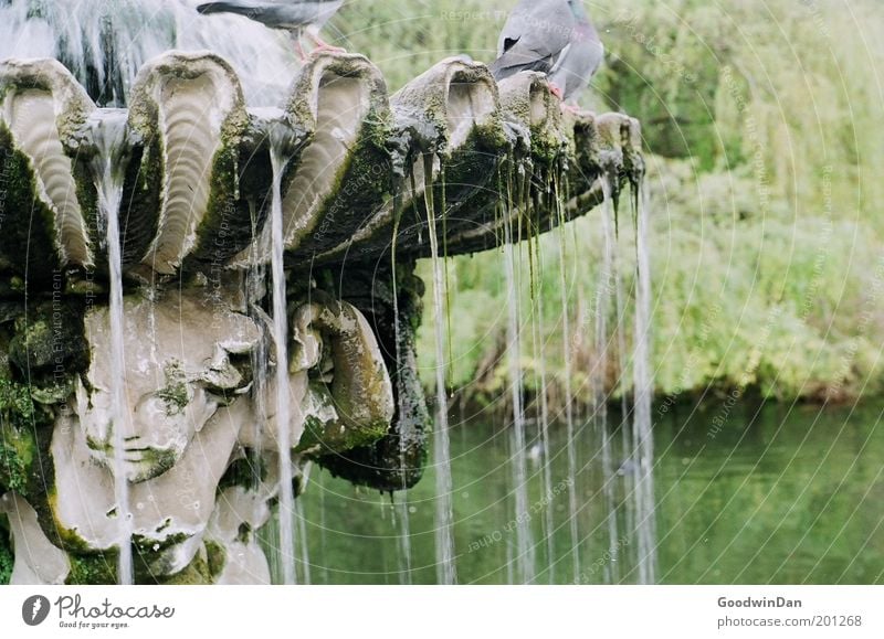 Hyde Park Fountain Erholung träumen außergewöhnlich authentisch frei schön Farbfoto Außenaufnahme Textfreiraum rechts Morgendämmerung Zentralperspektive Brunnen