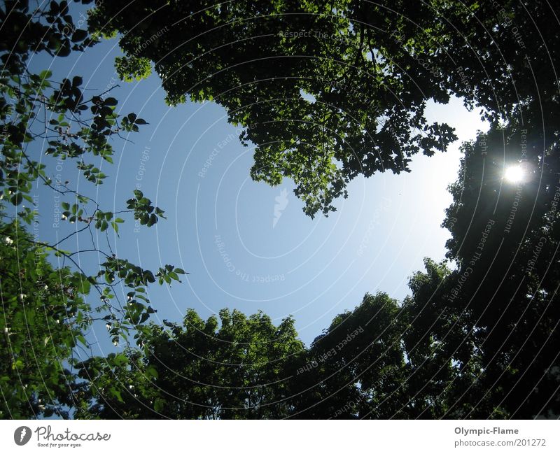 Stockholm Heaven Umwelt Natur Pflanze Himmel Wolkenloser Himmel Sonne Sonnenlicht Sommer Schönes Wetter Baum Park Wald ästhetisch blau grün weiß Farbfoto