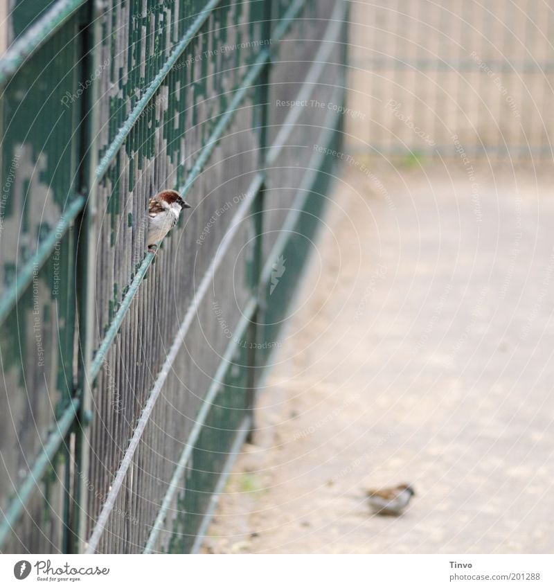 Zaungast Vogel 2 Tier beobachten sitzen grün achtsam abblättern eingezäunt Spatz ausruhend Gitter alt Nahrungssuche Blick Gehege Neugier Farbfoto